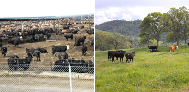 FeedLots2-Post